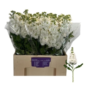 product/img.floraplaza.nl/LLEVMATW-LIVE_fotos-0x7F0F0369B2825219DF803109D0B627E616089014.jpg