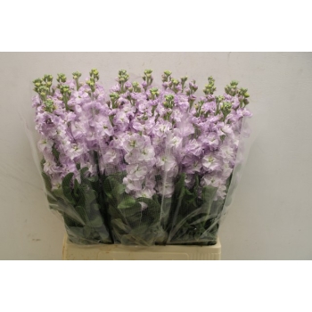 product/img.floraplaza.nl/LLEVPHAM-ASSORTI_fotos-MVA-Lecce - Matthiola phantom lavender.JPG