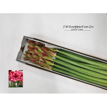 product/img.floraplaza.nl/LLHIPGER-LIVE_fotos-0x3F9D6C178008BD590ADB23FD39A7A28D1DAB1827.jpg