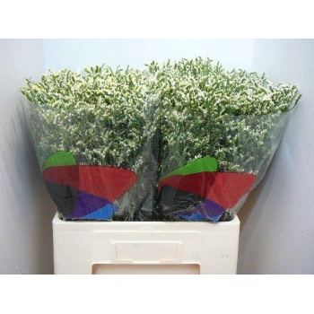 product/img.floraplaza.nl/LLIMCHIW6-LIVE_fotos-0x28E239123B80A94B79D8F0683BB627CB390C3C65.jpg