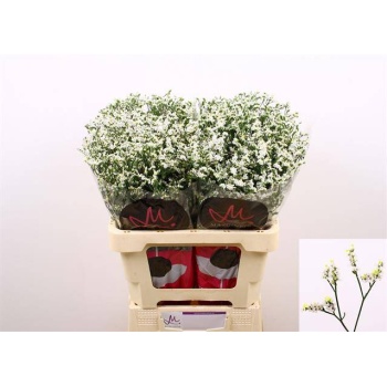 product/img.floraplaza.nl/LLIMCHIW6-LIVE_fotos-0x2CFB62186F52C93E1F5859F4656F4E6233FD6818.jpg