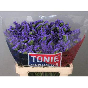 product/img.floraplaza.nl/LLIMCRYDAB6-LIVE_fotos-0x46D079417E6A9959CB26DEB986BD70BC86351769.jpg