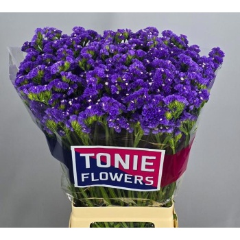 product/img.floraplaza.nl/LLIMCRYDAB7-LIVE_fotos-0x3A80E1EEF6D05C20C018A1594481E6B2415AFE75.jpg