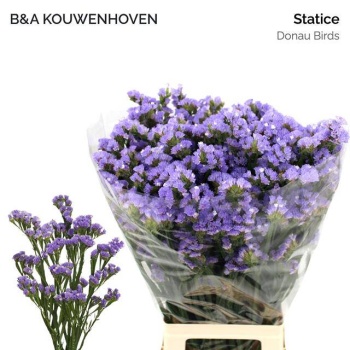 product/img.floraplaza.nl/LLIMDONB7-LIVE_fotos-0x5CF1A747BA4F9809F105CCB416C7BFF8C71CE076.jpg