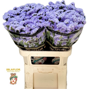 product/img.floraplaza.nl/LLIMDONB8-LIVE_fotos-0x9B7C891E416AEB1157169E51FC8953E3C58FFBC0.jpg