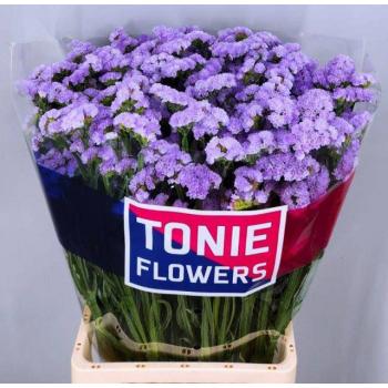 product/img.floraplaza.nl/LLIMDONB8-LIVE_fotos-0xC7B8ECB7EC420A97EF0F48F90BF31CB022EBB537.jpg