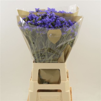 product/img.floraplaza.nl/LLIMLEVW7-LIVE_fotos-0xD44B0E94A46CA2B415384023AF0C23B1FE81CD13.jpg
