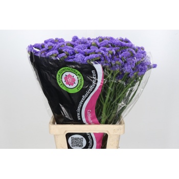 product/img.floraplaza.nl/LLIMLILSUNB7-LIVE_fotos-0xB2ABE6E4CA30A00C9EED51F4274C6FC720959C70.jpg