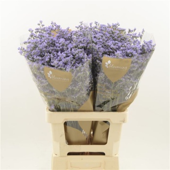 product/img.floraplaza.nl/LLIMMAIB7-LIVE_fotos-0xA74DA3B39031D8FC2B4E17C5D618FD57A22D3BB7.jpg