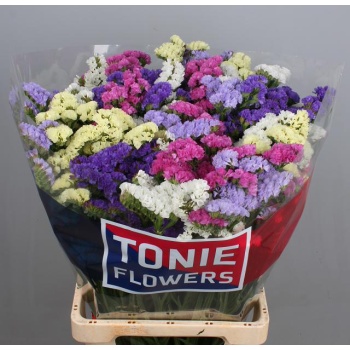 product/img.floraplaza.nl/LLIMMIX7-LIVE_fotos-0xAB9D0AAB8F2BD1744258D038DDF01B7BE2A6A2BE.jpg