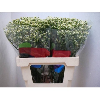 product/img.floraplaza.nl/LLIMPINCOL6-LIVE_fotos-0xC96E2CBDC3BD0B21E1507667FEEBC3381B7DEDD1.jpg