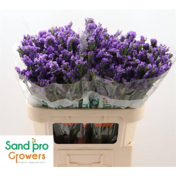 product/img.floraplaza.nl/LLIMPIPW7-LIVE_fotos-0x753A27B4C09A7740188109F41627C6E9B1CFFEA5.jpg