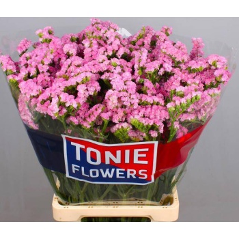product/img.floraplaza.nl/LLIMROSESUNB7-LIVE_fotos-0x1F3721327207CBEB277E72C10DE3E6936BE7B6A0.jpg