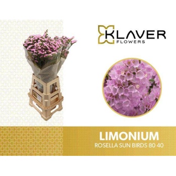 product/img.floraplaza.nl/LLIMROSSUNB8-LIVE_fotos-0x67C26D54B7EF5B5579048C69AF5E59AAAA4A987C.jpg