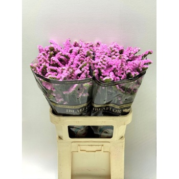 product/img.floraplaza.nl/LLIMROSSUNB8-LIVE_fotos-0xB36EB3218CFBE497A72F527AE73897553748DB89.jpg