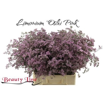 product/img.floraplaza.nl/LLIMSAFOSHPIN-LIVE_fotos-0xBF14DC184331AE0FECA4770473AAF67B01DA96F4.jpg