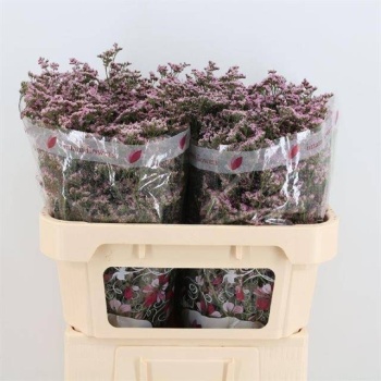 product/img.floraplaza.nl/LLIMSAFOSHPIN-LIVE_fotos-0xE55D94F9C79E9FA7B311E908C6EF8EB1008224ED.jpg
