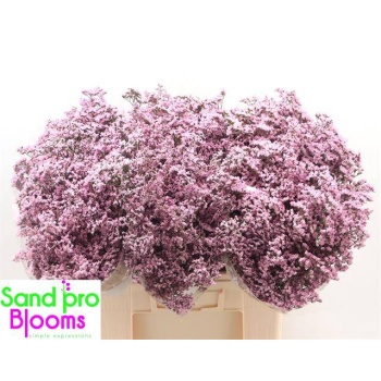 product/img.floraplaza.nl/LLIMSAFOSHPIN6-LIVE_fotos-0x81A425004AA3C334DC5CBB7ECA1F76767DD7C44A.jpg