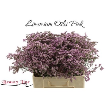 product/img.floraplaza.nl/LLIMSAFOSHPIN6-LIVE_fotos-0xC550CD124386DA5FB31AB2DDD3C77E51406D1B73.jpg