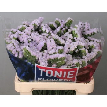product/img.floraplaza.nl/LLIMTESL6-LIVE_fotos-0x26AA7543A124941C87FA2173A4CF4A83141C405A.jpg