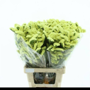product/img.floraplaza.nl/LLIMYELSUNB7-LIVE_fotos-0x48D9A455A6AFA22007EECECC76698E02C721DD54.jpg