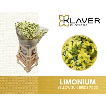 product/img.floraplaza.nl/LLIMYELSUNB7-LIVE_fotos-0x8A55D1BF421C326D407A5C6087351C0DFB1BE2A7.jpg