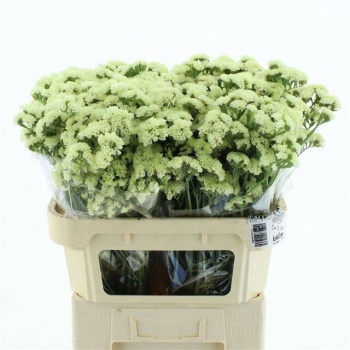 product/img.floraplaza.nl/LLIMYELSUNB7-LIVE_fotos-0xCF293A4F739486FD450D5C11F398A8E958C21823.jpg