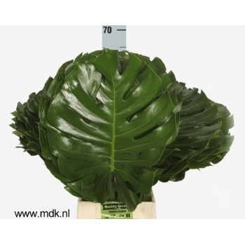 product/img.floraplaza.nl/LMONLE7-LIVE_fotos-0x28086BF569FC8D017D7AA2F2E9BCA1DAC6B5ED45.jpg