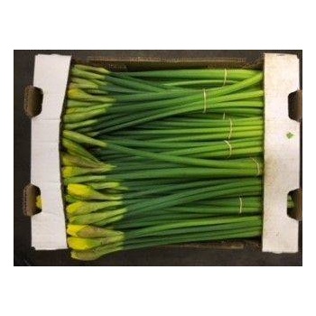 product/img.floraplaza.nl/LNARDUTM10-LIVE_fotos-0x8447B0701BA0A824E024BC39EDECA7D0C34C1AF9.jpg
