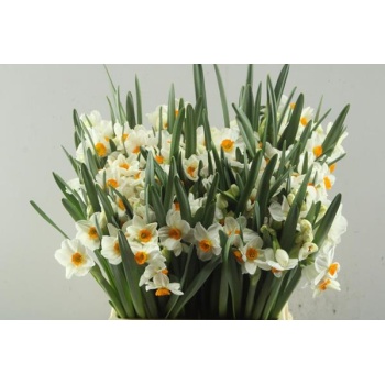 product/img.floraplaza.nl/LNARGER-LIVE_fotos-0xAEB15F57EA6EAD4D9BEB955E9BAC01EDCC015FF6.jpg