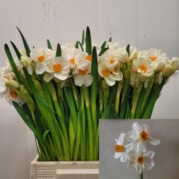 product/img.floraplaza.nl/LNARGER-LIVE_fotos-0xF1C2DA5FA02EEB0303A0E69B7970C7234E4DD1AF.jpg