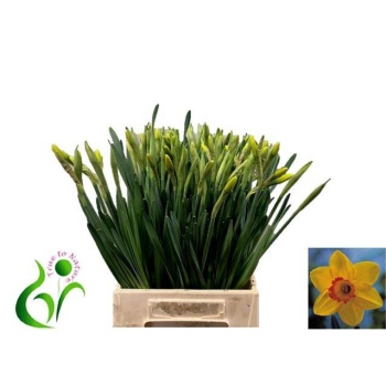product/img.floraplaza.nl/LNARPIN-LIVE_fotos-0x75A4847B88A9EA14D876C35682F04ABE9805A98A.jpg
