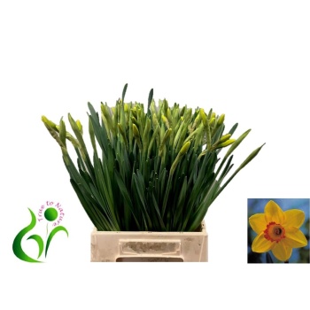 product/img.floraplaza.nl/LNARPIN-LIVE_fotos-0xEF151E5611831BDB826C0CE82544291E87CDAFCC.jpg