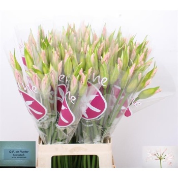 product/img.floraplaza.nl/LNER7SOF-LIVE_fotos-0x76F2EF9F934FE4B0D771A1CD999EA76F9D54513D.jpg