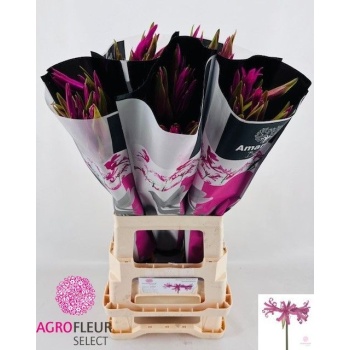 product/img.floraplaza.nl/LNERAM7ANA-LIVE_fotos-0x136CF8AC980DDEDAB17FB80B0B8F646B4C40002A.jpg