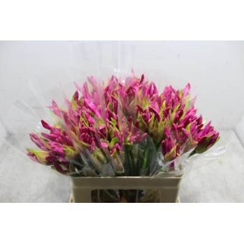 product/img.floraplaza.nl/LNERRASVANR5-LIVE_fotos-0xC309C70AE1E2D401D5B50EF841DD917BFA46BD33.jpg