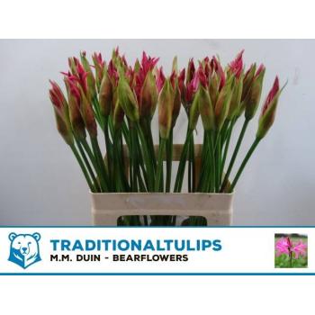 product/img.floraplaza.nl/LNERRASVANR6-LIVE_fotos-0xE4234AA56DF02382FE9B7889EDDA859A5780DA6E.jpg