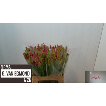 product/img.floraplaza.nl/LNERRASVANR6-LIVE_fotos-0xFA1A6AE7357A806B113F7E21A7A16FC0D1B9A4F7.jpg