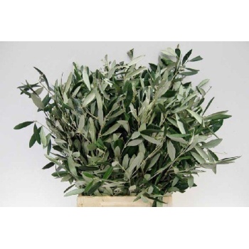 product/img.floraplaza.nl/LOLE6-ASSORTI_fotos-FLOUFIC-Olijf per bos.jpg