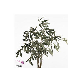 product/img.floraplaza.nl/LOLE7-ART_Fotos-VBN-vbn104397.jpg