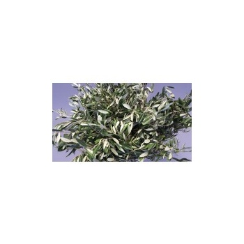 product/img.floraplaza.nl/LOLE7-ASSORTI_fotos-MVA-Piazza - Olive.jpg