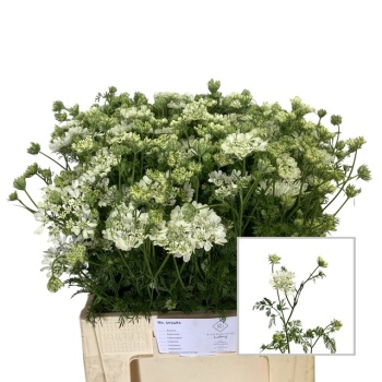 product/img.floraplaza.nl/LORLWHIF6-LIVE_fotos-0x635CEAA4C206A4F779BD1233C6B19BCFC15B9654.jpg