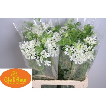 product/img.floraplaza.nl/LORLWHIF6-LIVE_fotos-0xB85BA6EE3EFBEAF91A28EA3491AD5608DF5421F2.jpg