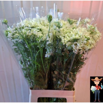 product/img.floraplaza.nl/LORLWHIF7-LIVE_fotos-0x479CDF8792E96DB176D5083123C252914613938E.jpg