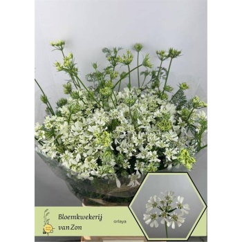 product/img.floraplaza.nl/LORLWHIF7-LIVE_fotos-0xBAC96B7DC92DF948AD83875E586CF9B7BAC14ADE.jpg