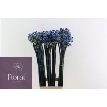 product/img.floraplaza.nl/LORNB9-LIVE_fotos-0xD4DE533F705749E96DE1601CEED9E4076E11E8E4.jpg