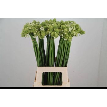 product/img.floraplaza.nl/LORNS7-LIVE_fotos-0xD39EA87E125685515A9BF6A42D357BFEE0B095A3.jpg