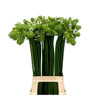 product/img.floraplaza.nl/LORNS8-LIVE_fotos-0xC130A895680582D810934F8578B2DDFC5A1CEDE4.jpg