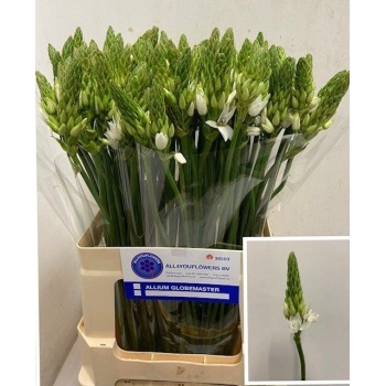 product/img.floraplaza.nl/LORNTHY6-LIVE_fotos-0x24AF29D544AE0BD869B66F28FF1FA5AFF02C2342.jpg