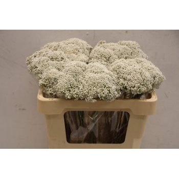 product/img.floraplaza.nl/LOZOSNOW5-ASSORTI_fotos-MVA-Ozothamnus NEW booming white L50.jpg